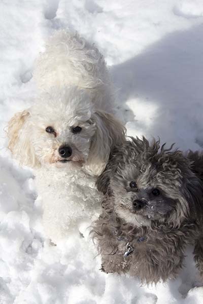 two toy poodles in snow